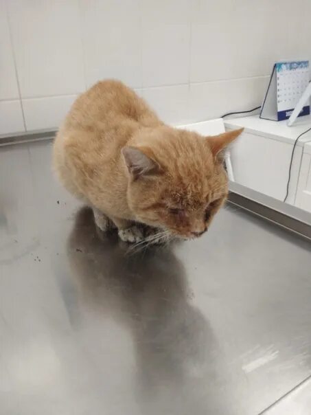 Найден рыжий кот. Найден рыжий кот в королеве. состояние котик. найден рыжий кот спб 2025г. рыжий кот тамбов.