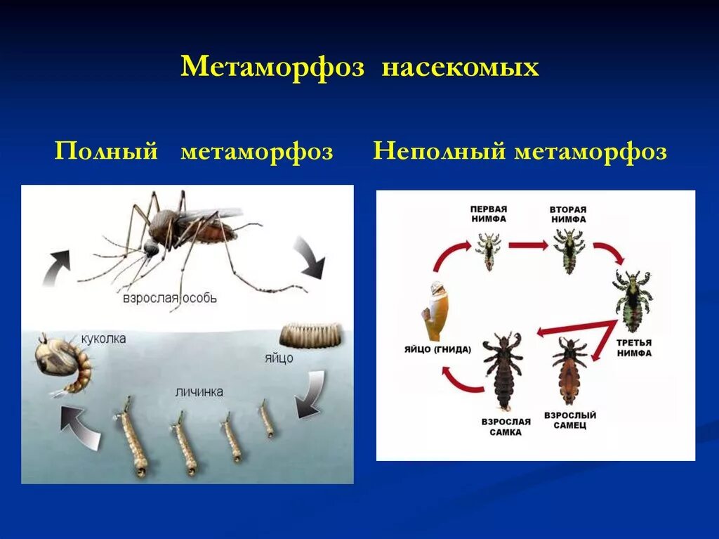 Метаморфозы с полным и неполным превращением. Основные стадии жизненного цикла насекомых с неполным превращением. Полный и неполный метаморфоз. Метаморфоза насекомых. Полный метаморфоз стадии