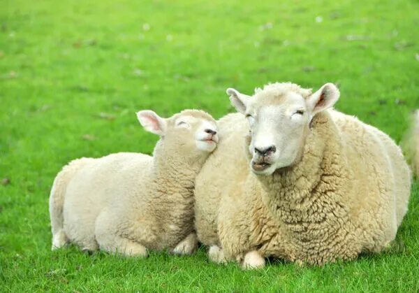 звук овцы для детей. овца блеет. какие звуки издает овца. звук барана. какие звуки издает овца.