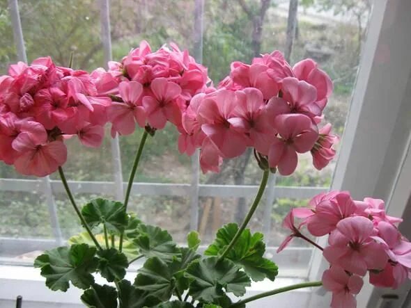 Red pelargoniums flower bloom closeup on a blurred background free image downloa