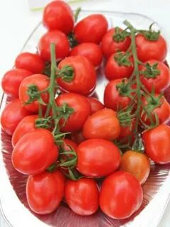 Томат коралловый отзывы