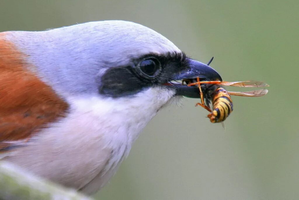 щурка золотистая пчелоедка. птица которая ест пчел. синеголовая щурка. птица щур которая ест пчел. золотистая щурка.