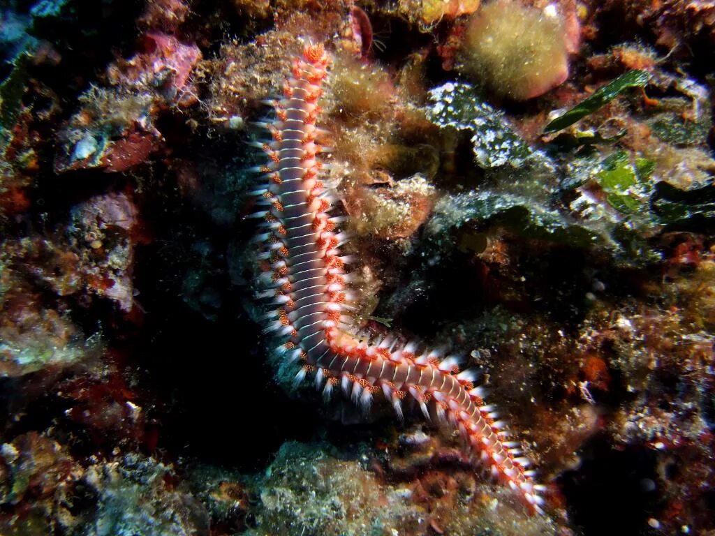 Hermodice carunculata Огненный червь. Морские многощетинковые черви. Морские черви Средиземного моря Турция. Огненный червь Средиземное море.