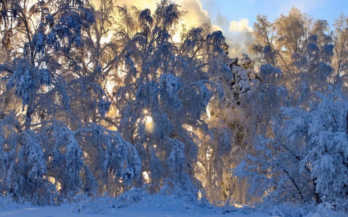 зимний лес. февраль природа. зимний пейзаж. красивые картинки февраль. январь природа.