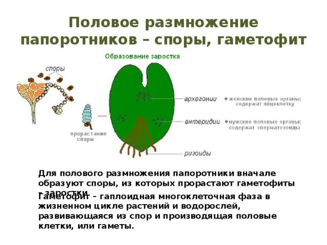 Строение гаметофита папоротника. Строение гаметофита папоротника заросток. Сердцевидный заросток. Заросток папоротника строение. Функция гаметофита папоротников