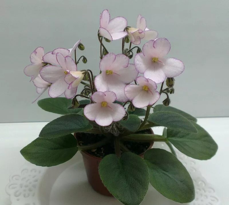 сенполия дюймовочка. сорт фиалки дюймовочка. н-дюймовочка фиалка. сенполия дюймовочка. фиалка дюймовочка.