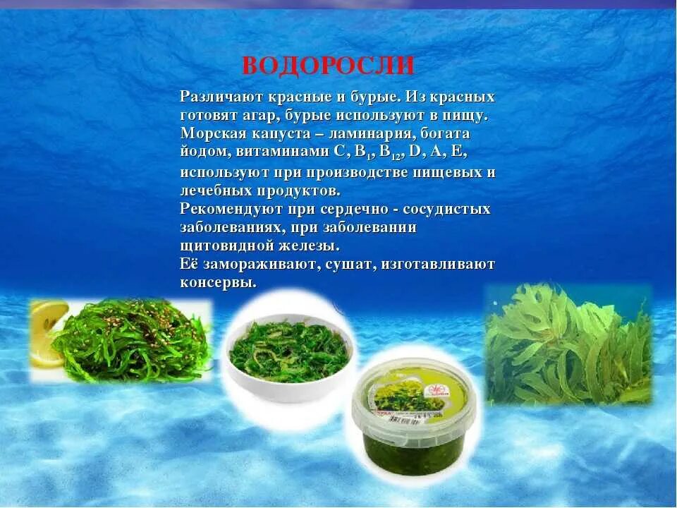 Водоросли которые употребляют в пищу. Ламинария. Зеленые водоросли еда. Морепродукты водоросли.