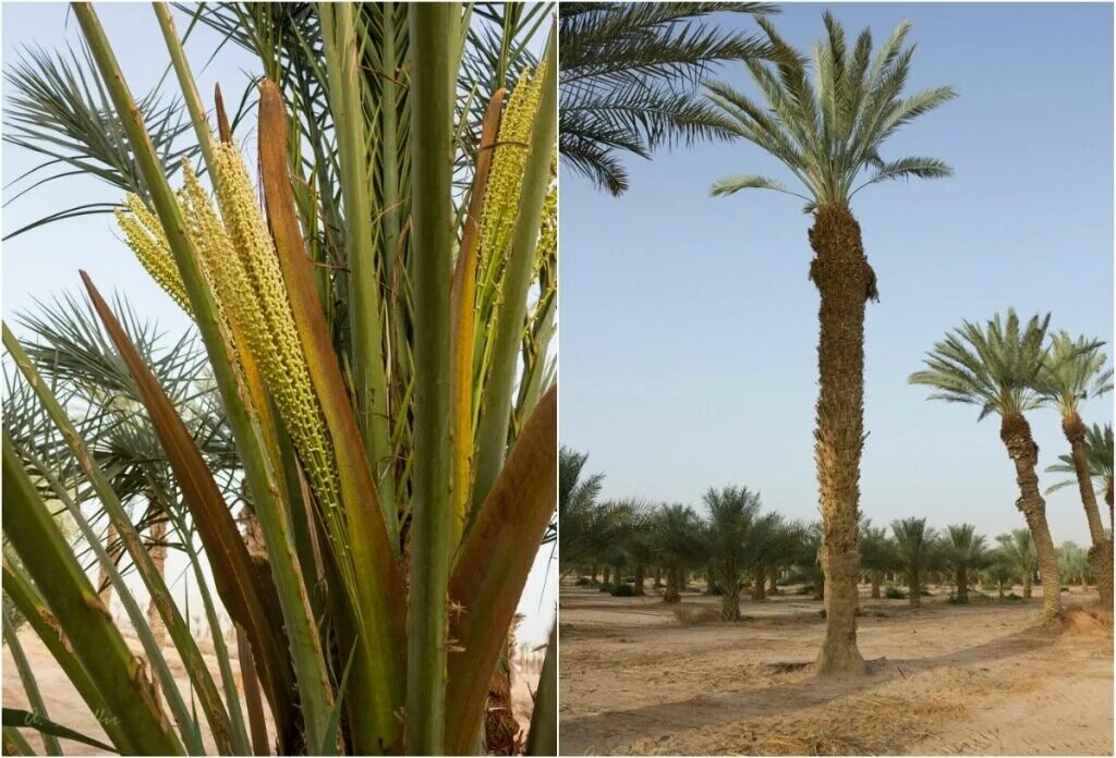 Финиковая пальма где растет природная зона. Финиковая Пальма плантации. Финиковые пальмы в Египте. Финиковая Пальма в Африке.