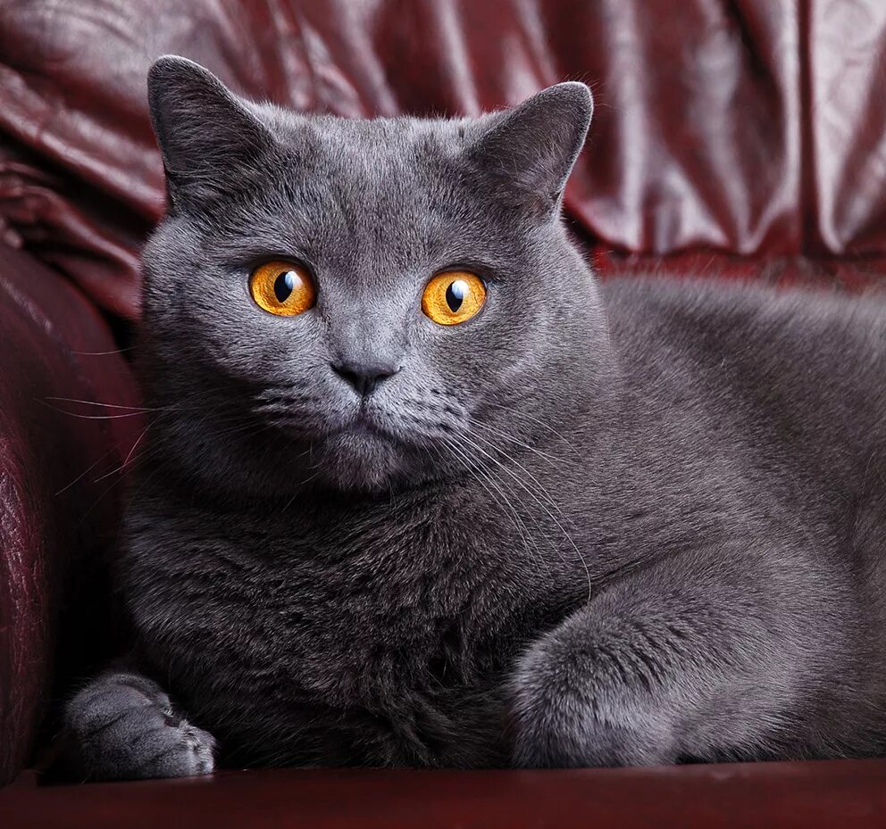 Как выглядят кошки породы. Британская короткошёрстная кошка. NEC e245wmi-BK. Британский короткошерстный кот серый. Скоттиш шартрез.