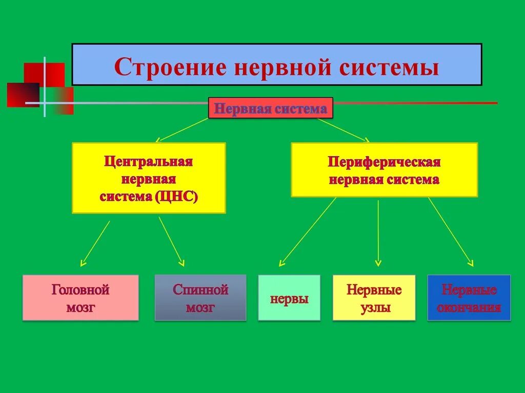 Общая характеристика нервной системы. Охарактеризуйте нервную систему. Общая характеристика строения нервной системы. Структура нервной системы психология.