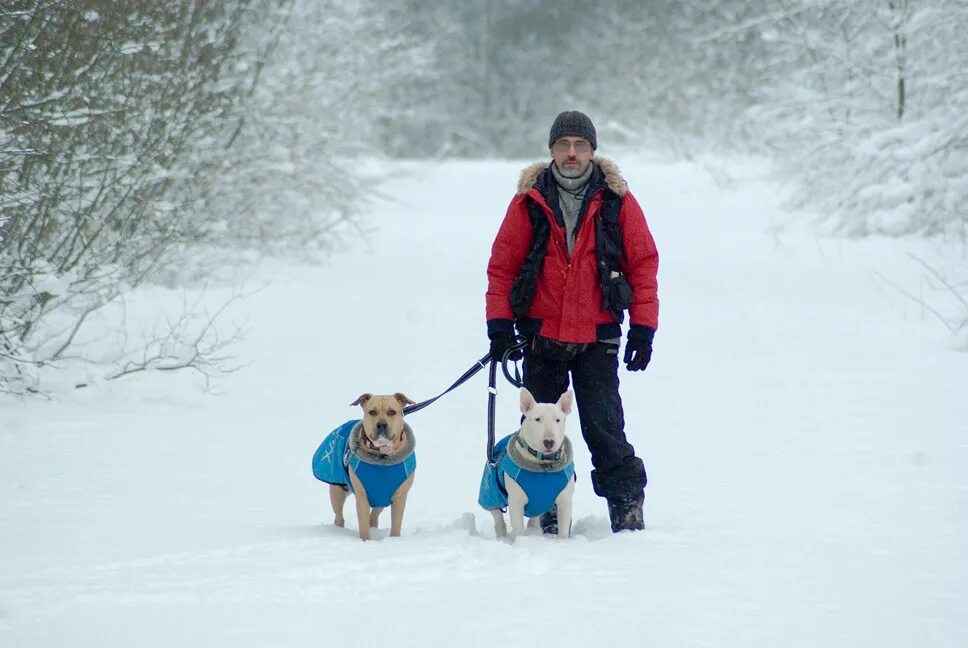 Можно ли гулять с щенком зимой. Гулять с собакой. Прогулка с собакой зимой. Можно ли гулять с щенком зимой. Можно ли гулять с щенком зимой.