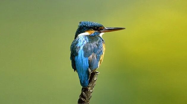 Зимородок птица фото самец и самка Flickr Kingfisher, Beautiful creatures, Animals