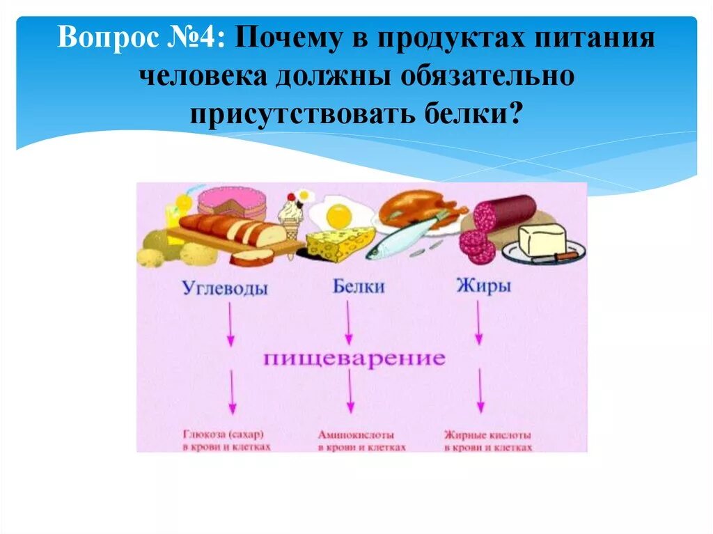 Превращение белков в пище. Белки жиры углеводы. Белки жиры углеводы в организме человека. Питательные вещества углеводы. Питание белки жиры углеводы.