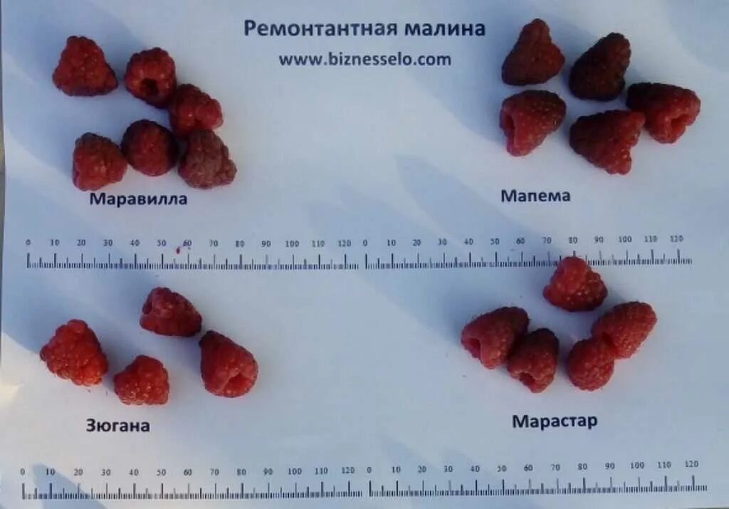 Малина химбо топ. Малина крупноплодная мираж. Размер малины. Малина сорт рубиновое ожерелье. Малина ремонтантная геракл.