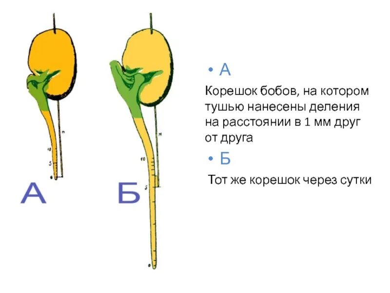 Рост корня опыт. Рост корня в длину. Опыт рост корня в длину. Верхушечный рост корня