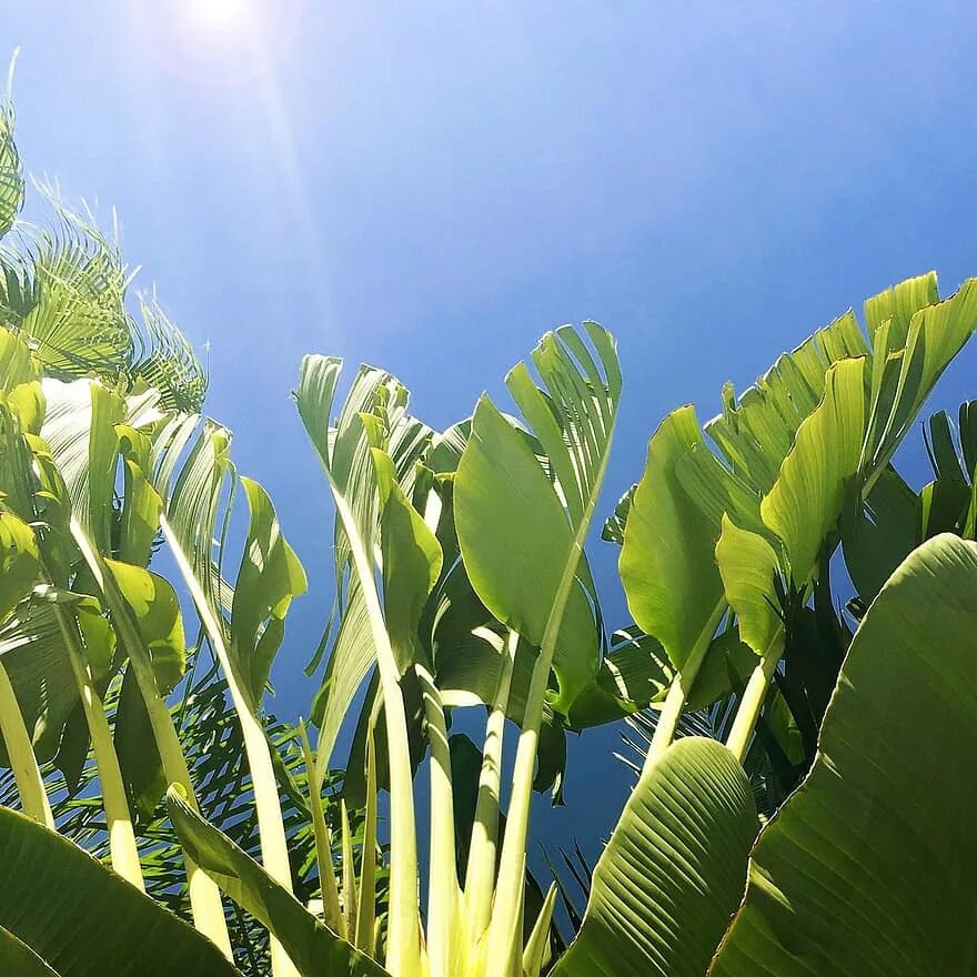 Tropical plant. Тропические растения. Тропики растения. Растения в тропиках. Банановые листья.