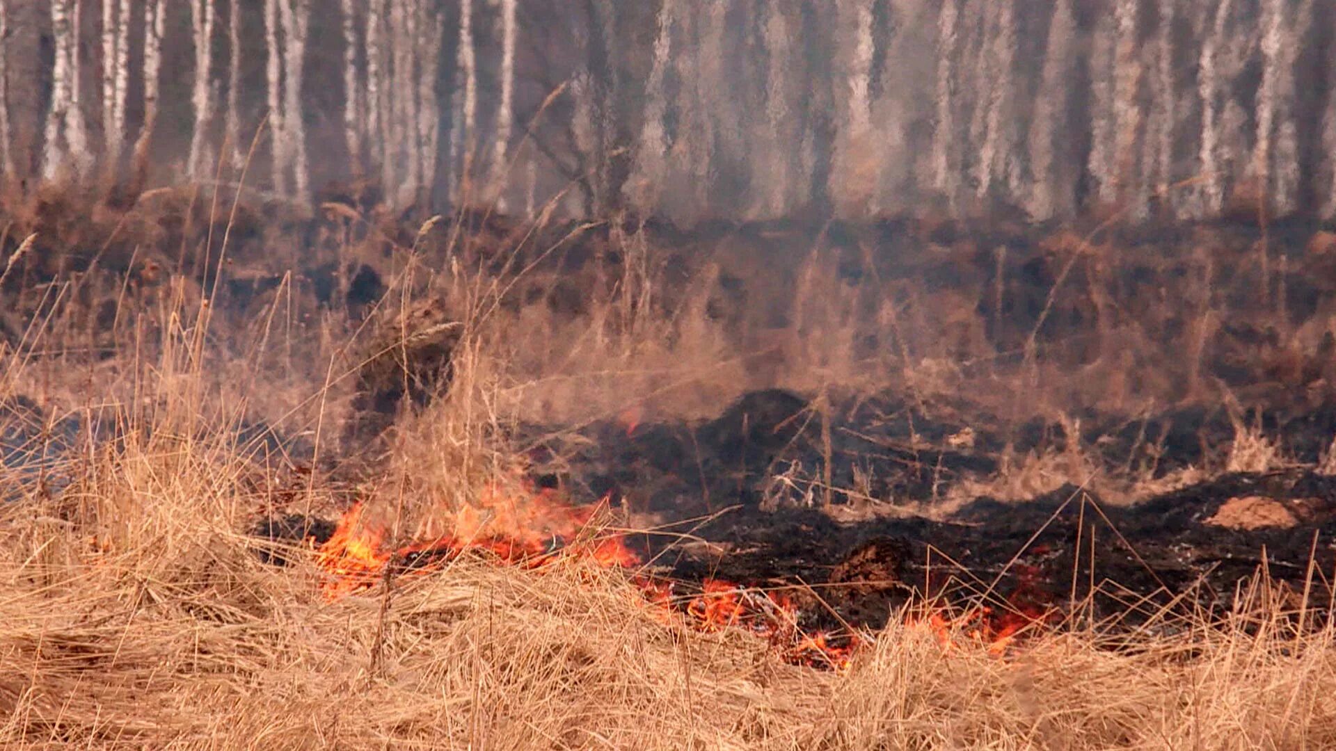 Пал травы это. Весенние палы травы. Пал сухой травы. Весенние палы сухой травы. Сжигание сухой растительности.