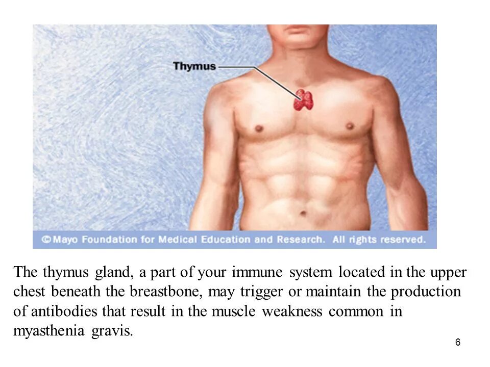 Thymus Gland. Тимус в реальной жизни.