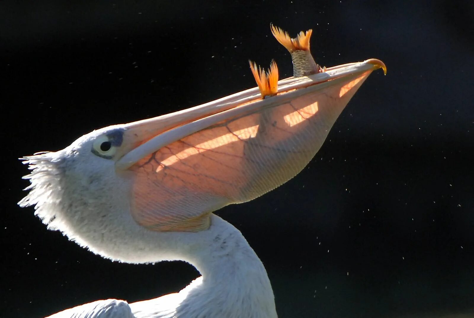 Рыба из клюва пеликана геншин