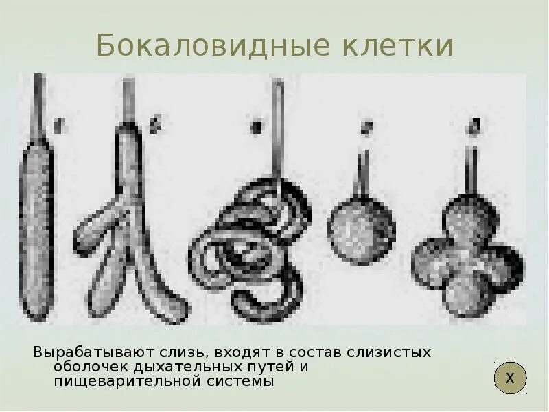 Бокаловидные клетки. Бокаловидные клетки в мокроте. Одноклеточная слизистая бокаловидная железа. Бокаловидная клетка пищеварительной системы. Какие железы вырабатывают слизь