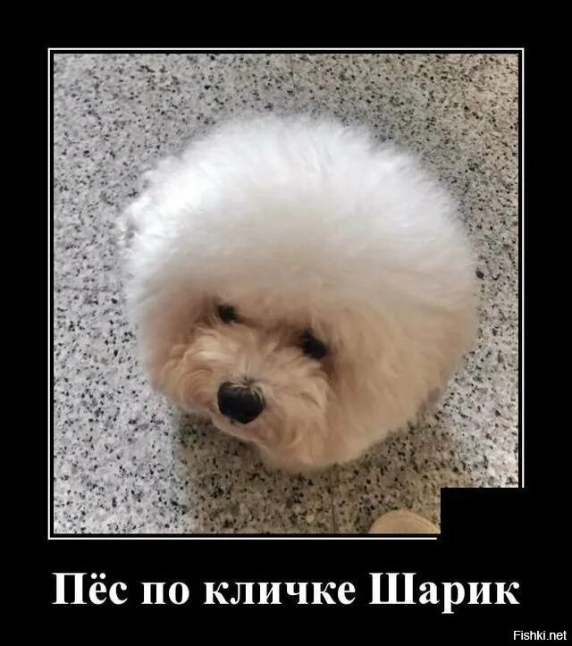 Собака по кличке шарик. Шар ходячка далматинец. Пес шарик. Шарик собачка. Воздушные шары собаки.