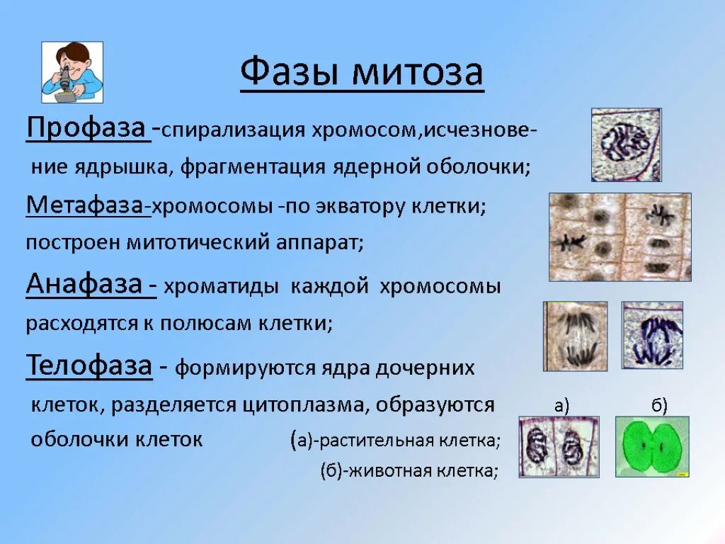 Спирализация хромосом это. Фазы митоза 10 класс. Фазы митоза кратко. Стадии митоза с описанием. Краткая характеристика профазы митоза.