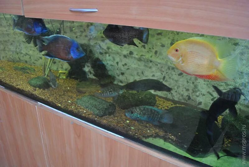 проект живой уголок. живой уголок в школе проект. живой уголок киров труда. живой уголок киров труда. живой уголок в зоомагазине.