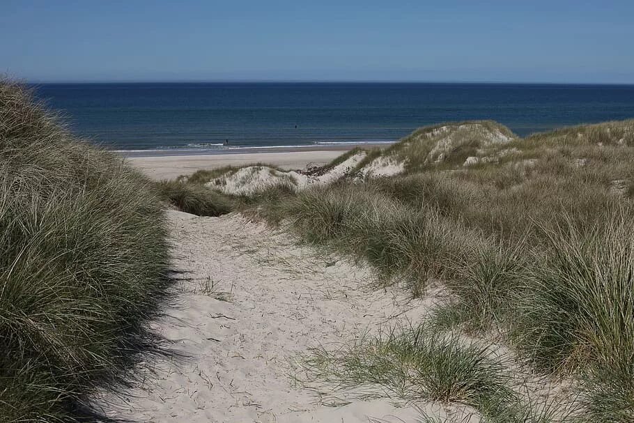 Дюнна. Дюны и море Юрмалы. Балтийское побережье дюны сосны. Побережье Дании. Приморские дюны растительность.
