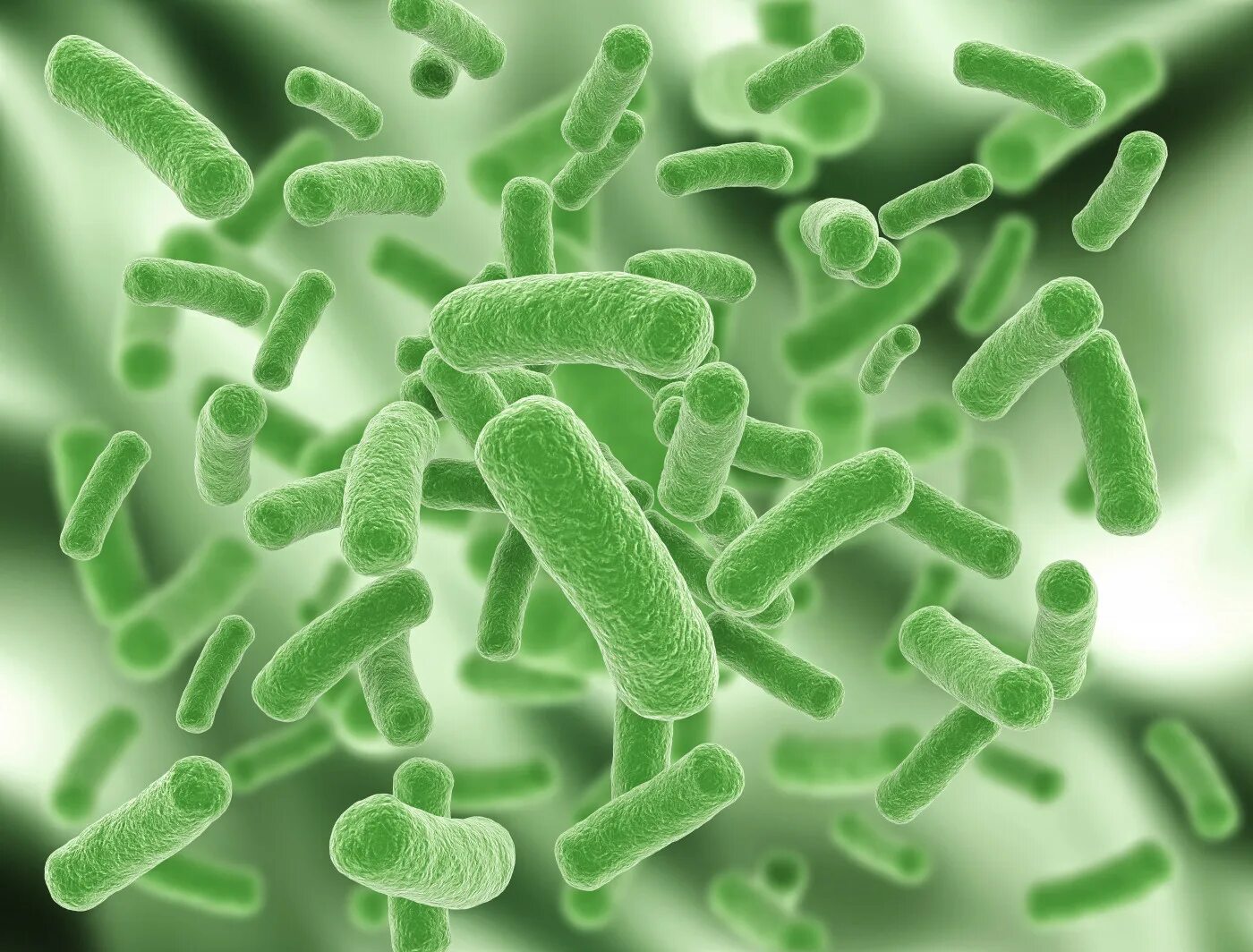 Бактерии в бескислородной среде. Микобактерия туберкулеза анаэроб. Бациллы аэробы. Бифидобактерии анаэробы. Аэробные и анаэробные бактерии.