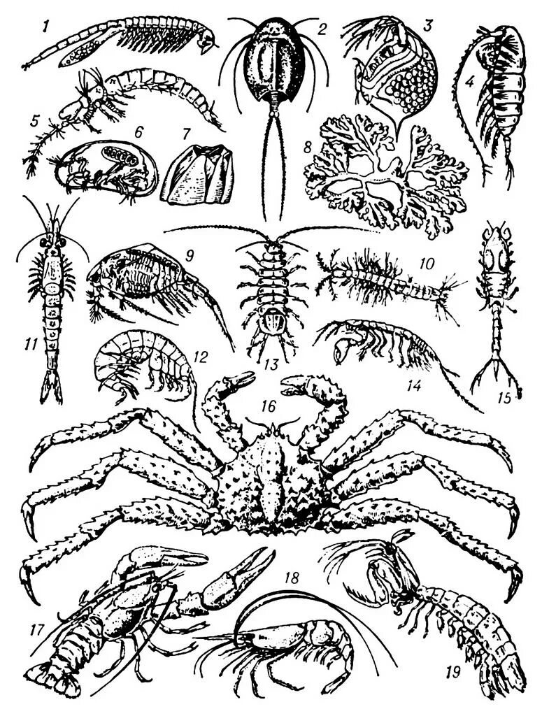Ракообразные перечислить. Щитни ракообразные. Представители членистоногих ракообразные. Тип Членистоногие класс ракообразные краб. Отряд десятиногие ракообразные.