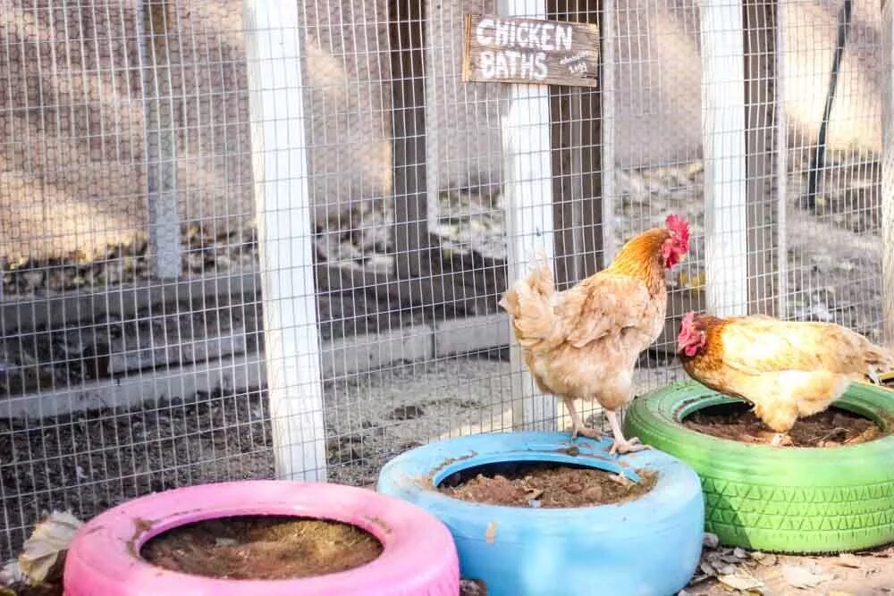 Chicken dust