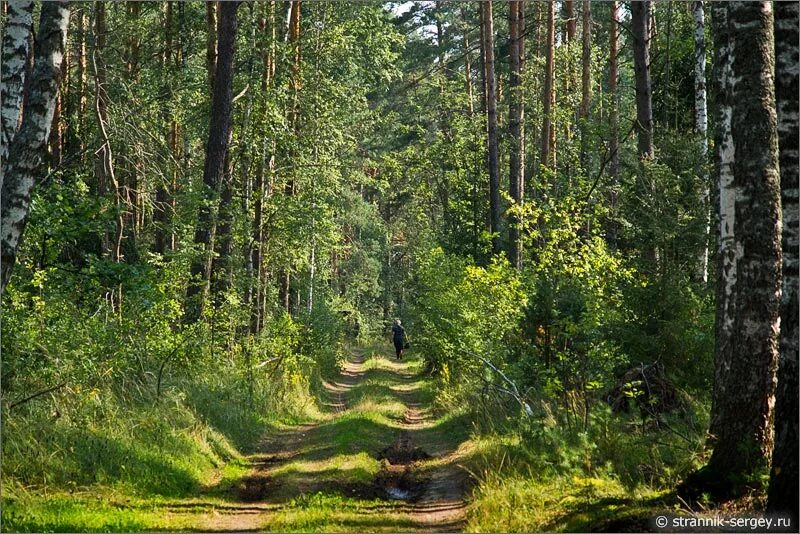 заповедник мещера рязанская область. сосновый бор мещеры. мещерский лес рязань. мещерский край леса. мещерская низменность сосновый бор.