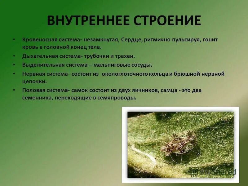 Клопы представители отряда. Плавт клоп. Места обитания полужесткокрылых. Среда обитания насекомых. Значение полужесткокрылых в природе.