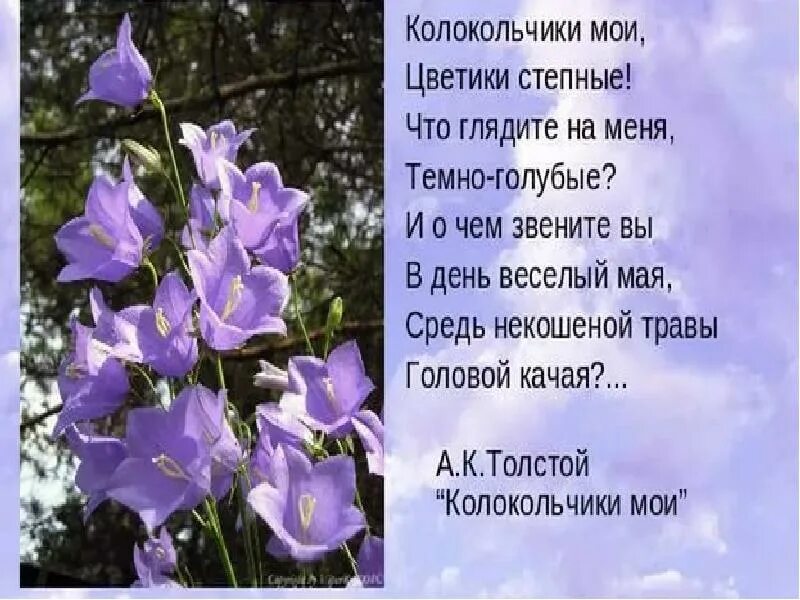 Колокольчики Мои толстой. Колокольчики Мои а к Толстого.