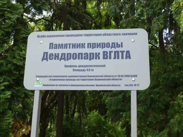 Дендрарий вглту воронеж дендропарк вглту фото Дендрарий воронеж фото Бека Тур