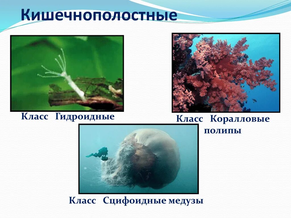 Многообразие кишечнополостных. Кишечнополостные полипы и медузы. Гидроидные Сцифоидные коралловые. Кораллы полипы Кишечнополостные. Тип Кишечнополостные 7.