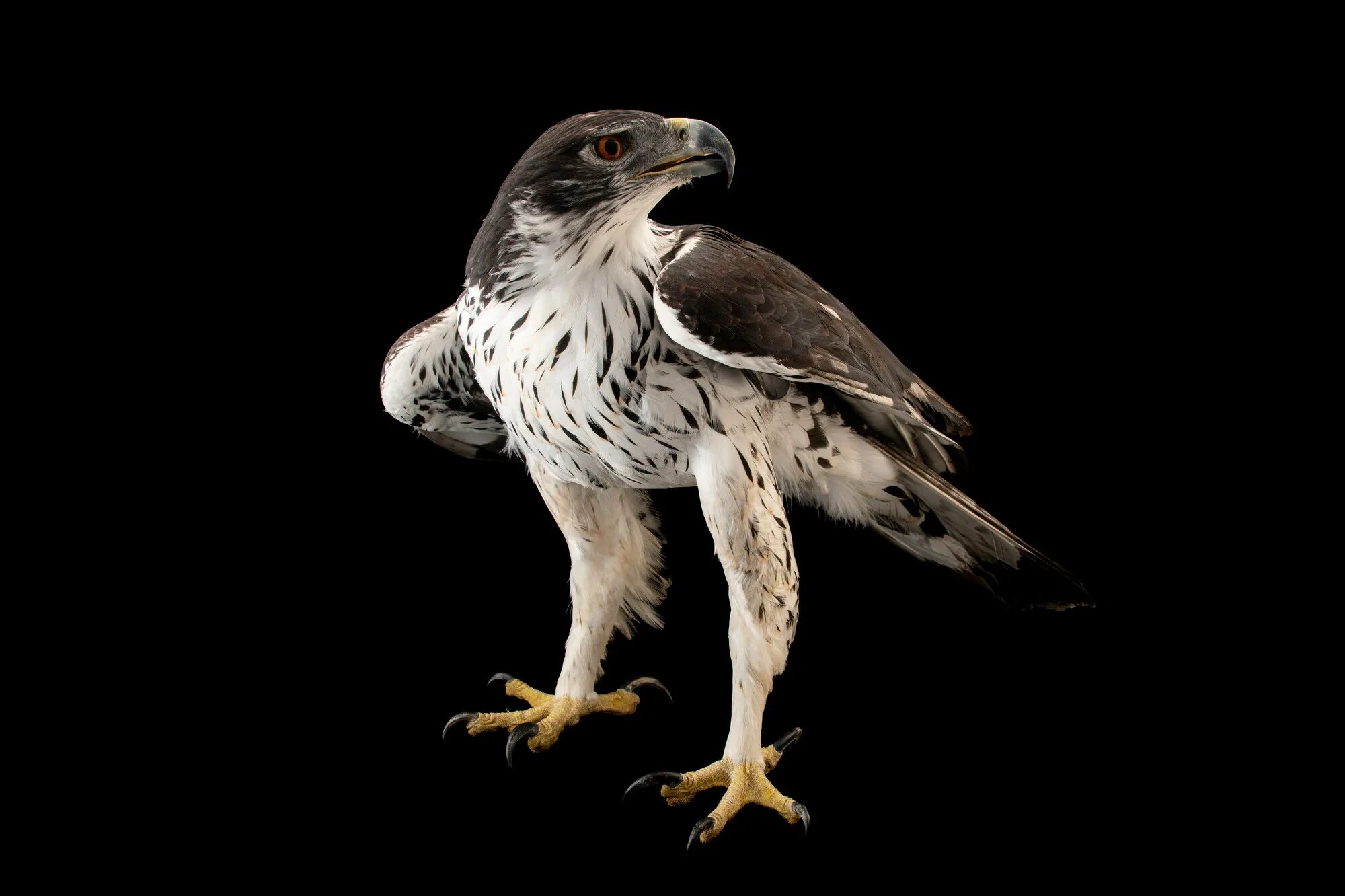 Hawk eagle. Aquila spilogaster орлы. african hawk eagle.