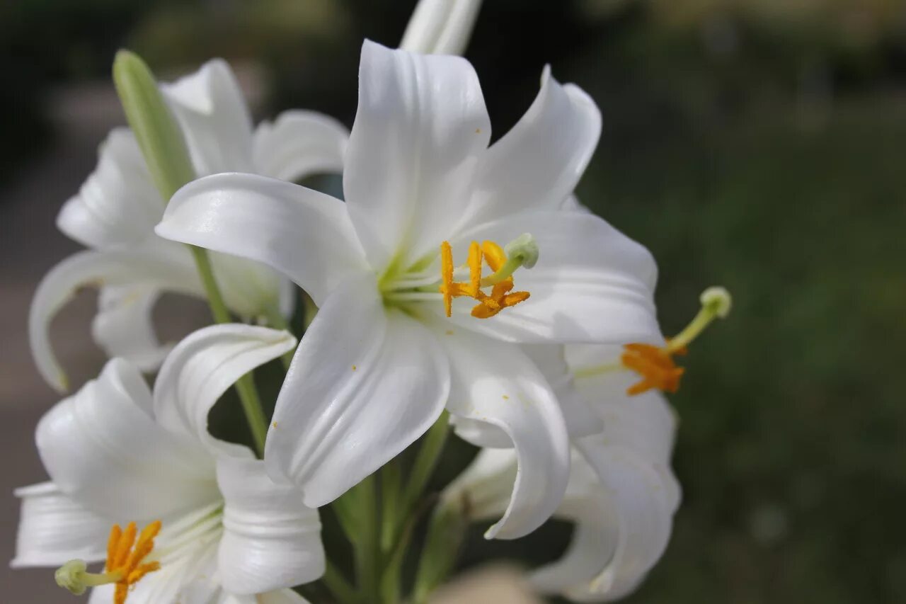 Лилия белоснежная Кандидум. Лилия Кандидум (Lilium candidum). Лилия белоснежная-Lilium. Лилия белая (Lilium candidum). Сильно пахнущие лилии