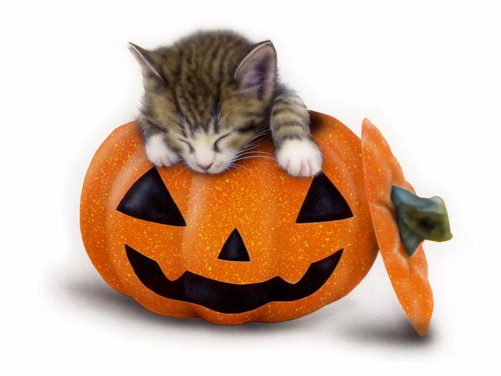Котенок хэллоуин. Хэллоуин. котик в тыкве. хэллоуин картинки.