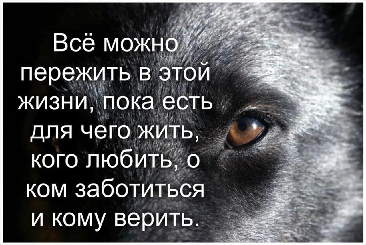 Все не верят что живу. Всё можно пережить в жизни. Все можно пережить в этой жизни. Всё можно пережить в этой жизни пока. Картинки пережить можно все.