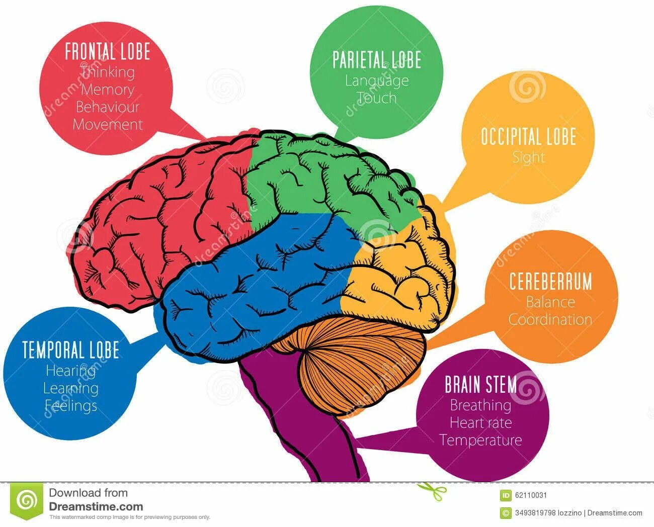 На сколько изучен мозг. A diagram of Brain function. Heartbeat in the Brain. Behaviour thinking.