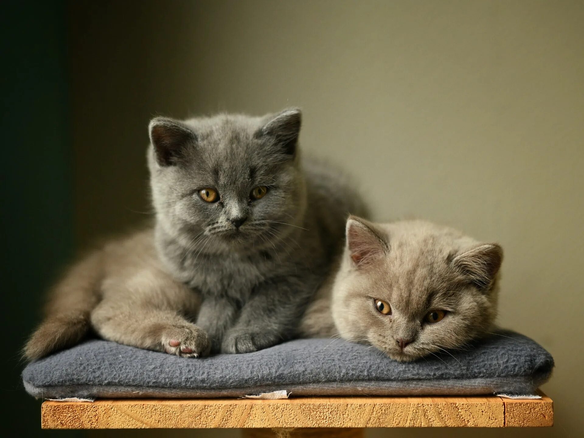 Серию кошечек. Британец кот. животные котята британцы. фото кошечек. картинки на рабочий стол котики.
