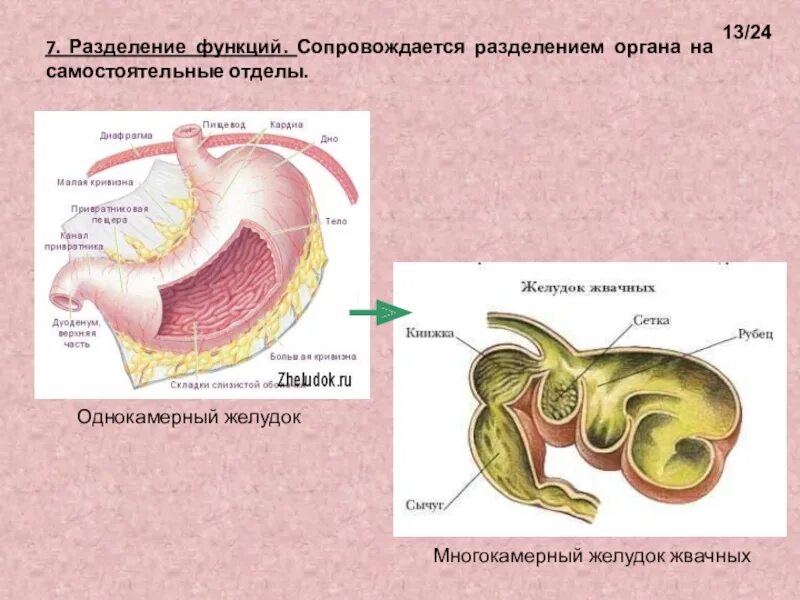 Многокамерный желудок анатомия. Строение желудка жвачных парнокопытных. Многокамерный желудок крс. Строение однокамерного и многокамерного желудка у животных. Строение многокамерного желудка.
