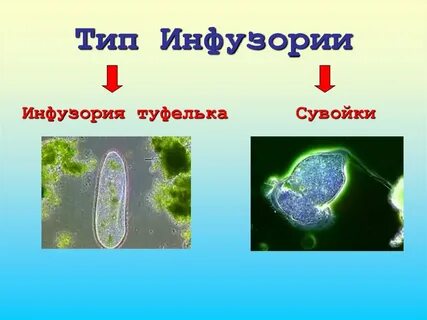 Значение инфузории