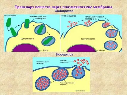 Схема эндоцитоза