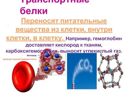 Питательный перенос
