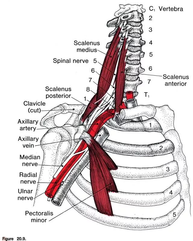 Лестничные мышцы шеи и нервы. Лестничная мышца анатомия. Лестничные мышцы иннервация. Передняя лестничная мышца анатомия.
