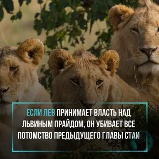 Левая принимает