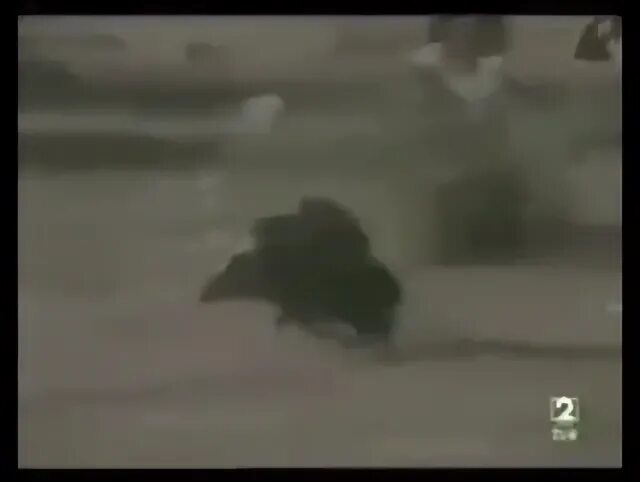 Обезьяны на кабане видео. Обезьяны на кабане видео