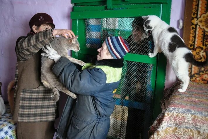 Приют для кошек нижний. Кошачий приют Электросталь. Приют котик, Химки. Приют для животных в Протвино. Кошачий приют Рубцовск.